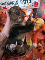 Keebler, a male Doxiepoo for sale in Bay Springs, MS – 6 of 10