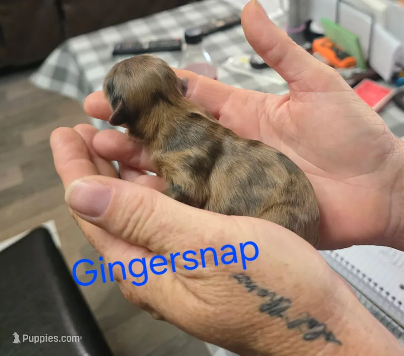 Gingersnap – Doxiepoo puppy for sale in Bay Springs, MS