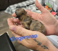Gingersnap, a female Doxiepoo for sale in Bay Springs, MS – 1 of 5