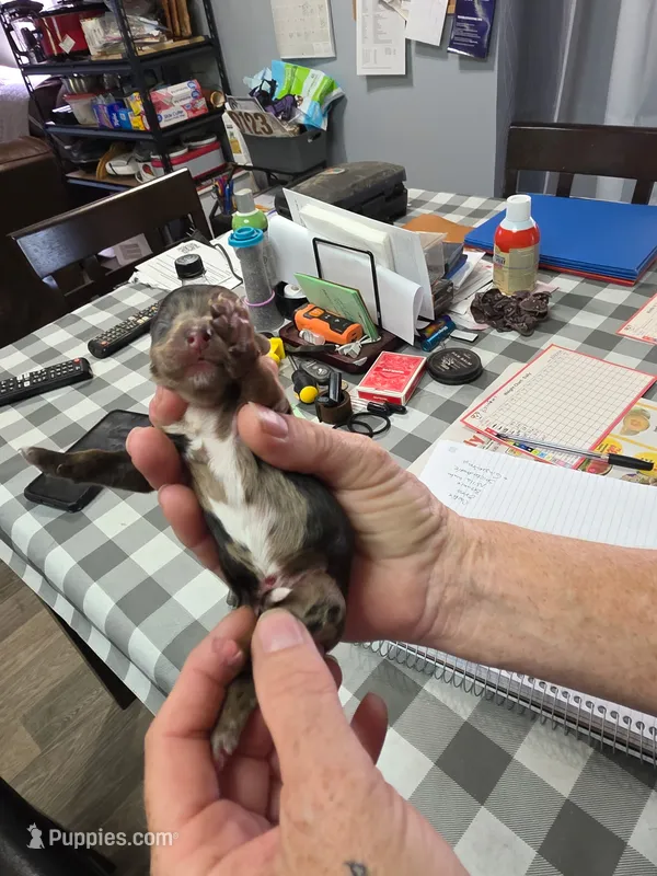 Oreo – Doxiepoo puppy for sale in Bay Springs, MS