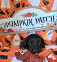 Biscotti , a male Doxiepoo for sale in Bay Springs, MS – 8 of 9