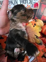 Keebler, a male Doxiepoo for sale in Bay Springs, MS – 7 of 10
