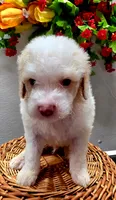 Teddy, a male Miniature Goldendoodle for sale in Red Boiling Springs, TN – 2 of 6
