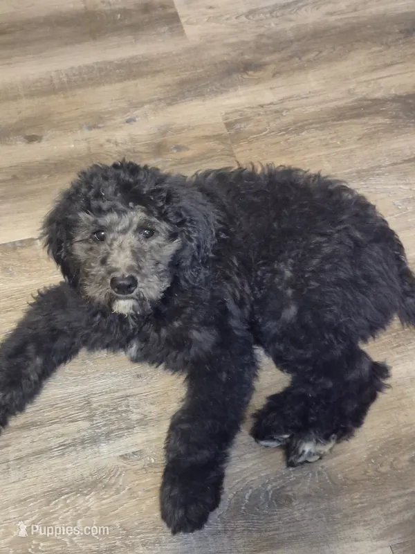 Frankie – Miniature Goldendoodle puppy for sale in Red Boiling Springs, TN