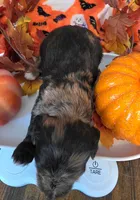 Keebler, a male Doxiepoo for sale in Bay Springs, MS – 3 of 10