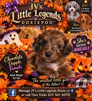 Honey, a female Doxiepoo for sale in Bay Springs, MS – 7 of 7