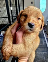 Red collar, a male Golden Retriever for sale in Red Boiling Springs, TN – 4 of 4