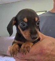 Rocky, a male Miniature Dachshund for sale in Bay Springs, MS – 7 of 7