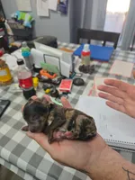 Snickerdoodle , a female Doxiepoo for sale in Bay Springs, MS – 5 of 8
