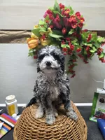 Skittles, a female Miniature Goldendoodle for sale in Red Boiling Springs, TN – 3 of 3
