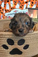 Honey, a female Doxiepoo for sale in Bay Springs, MS – 4 of 7