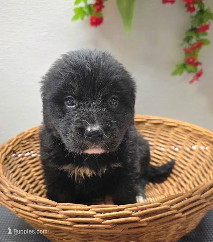 Sophie  – Golden Mountain Dog puppy for sale in Red Boiling Springs, TN