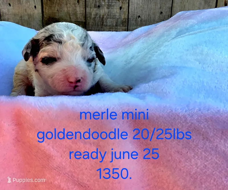 Alan – Miniature Goldendoodle puppy for sale in Red Boiling Springs, TN