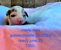 Alan, a male Miniature Goldendoodle for sale in Red Boiling Springs, TN – 1 of 1