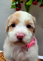 Princess Penny, a female Miniature Goldendoodle for sale in Red Boiling Springs, TN – 3 of 6