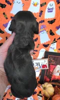 Biscotti , a male Doxiepoo for sale in Bay Springs, MS – 5 of 9