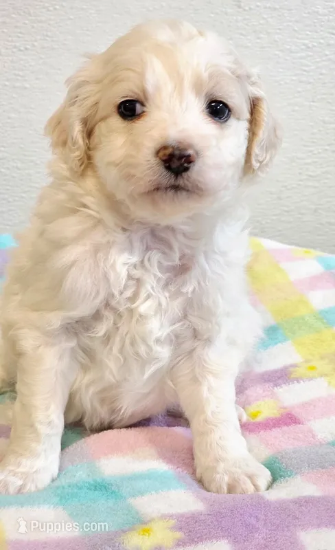 Princess  – Eskipoo puppy for sale in Red Boiling Springs, TN