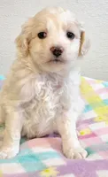 Princess , a female Eskipoo for sale in Red Boiling Springs, TN – 1 of 2