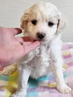 Princess , a female Eskipoo for sale in Red Boiling Springs, TN – 2 of 2