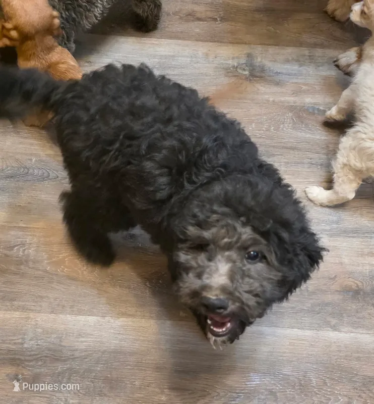 Frankie – Miniature Goldendoodle puppy for sale in Red Boiling Springs, TN