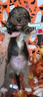 Keebler, a male Doxiepoo for sale in Bay Springs, MS – 8 of 10