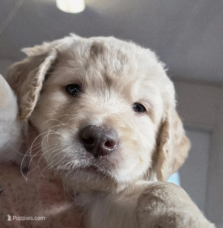 Bernie – Goldendoodle puppy for sale in Red Boiling Springs, TN