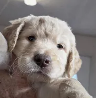 Bernie, a male Goldendoodle for sale in Red Boiling Springs, TN – Photo 1 of 3