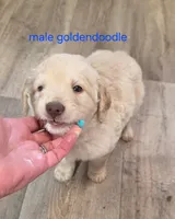 Bernie, a male Goldendoodle for sale in Red Boiling Springs, TN – Photo 3 of 3