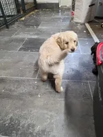 Bernie, a male Goldendoodle for sale in Red Boiling Springs, TN – Photo 2 of 3