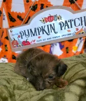 Honey, a female Doxiepoo for sale in Bay Springs, MS – 5 of 7