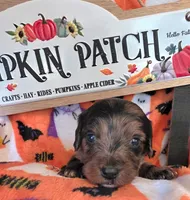 Keebler, a male Doxiepoo for sale in Bay Springs, MS – 2 of 10