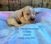 Micky, a male Miniature Goldendoodle for sale in Red Boiling Springs, TN – 3 of 3