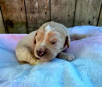 Micky, a male Miniature Goldendoodle for sale in Red Boiling Springs, TN – 2 of 3