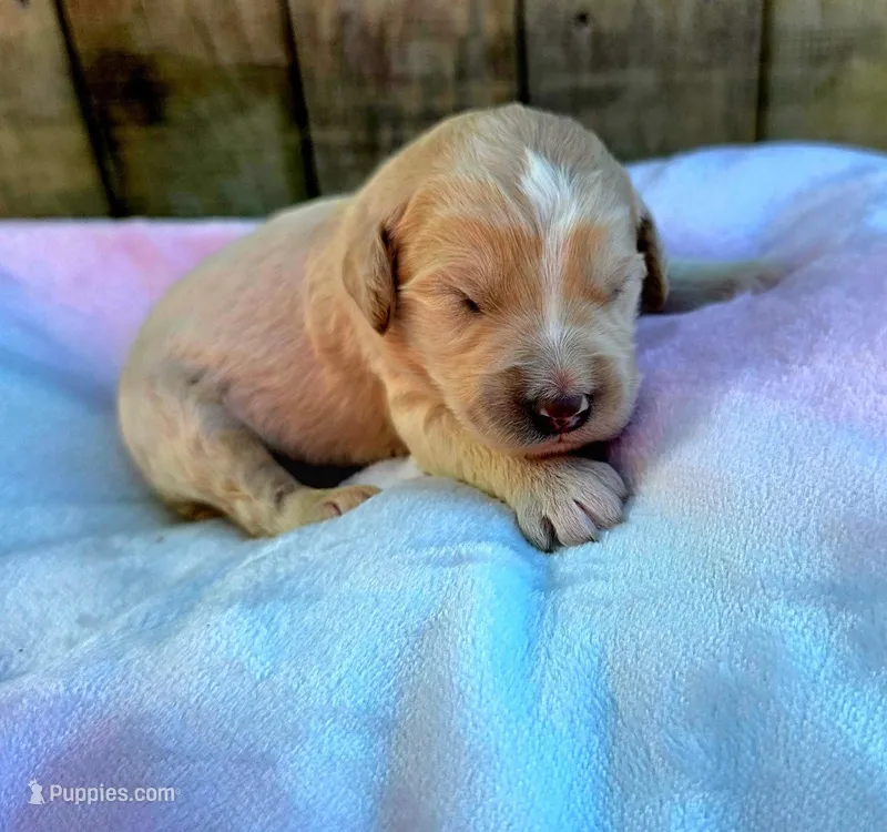 Micky – Miniature Goldendoodle puppy for sale in Red Boiling Springs, TN