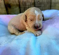 Micky, a male Miniature Goldendoodle for sale in Red Boiling Springs, TN – 1 of 3