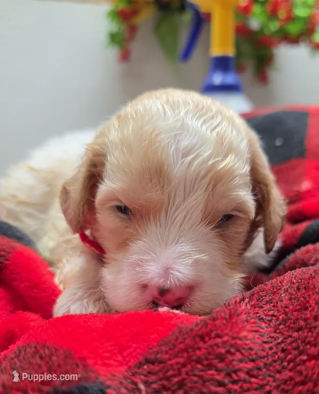 Pickles – Miniature Goldendoodle puppy for sale in Red Boiling Springs, TN