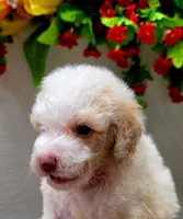 Teddy, a male Miniature Goldendoodle for sale in Red Boiling Springs, TN – 4 of 6