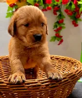 Blue collar, a male Golden Retriever for sale in Red Boiling Springs, TN – 3 of 5