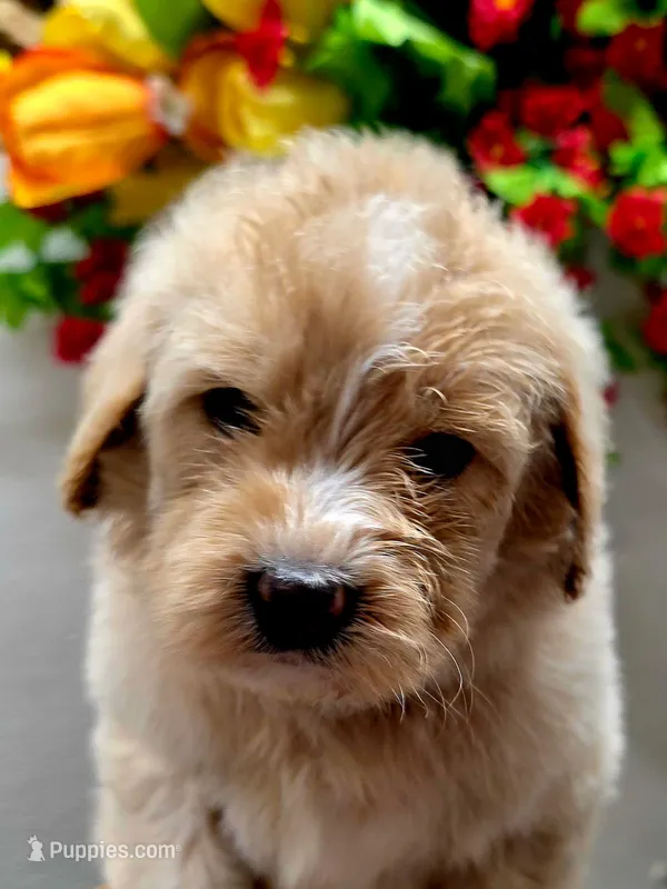 Sam – Miniature Goldendoodle puppy for sale in Red Boiling Springs, TN