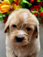 Sam, a male Miniature Goldendoodle for sale in Red Boiling Springs, TN – 1 of 4