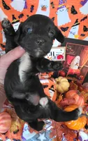 Biscotti , a male Doxiepoo for sale in Bay Springs, MS – 6 of 9