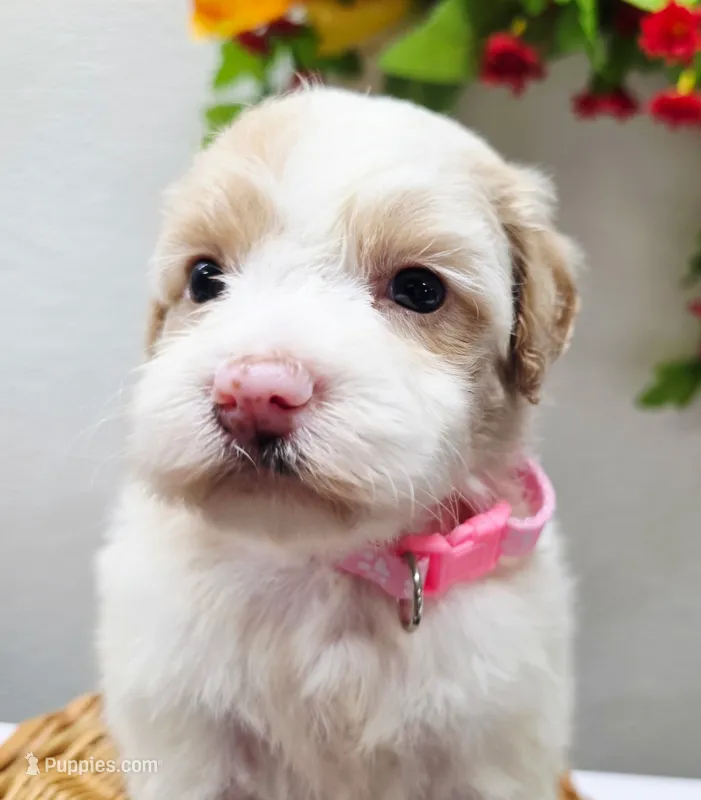 Princess Penny – Miniature Goldendoodle puppy for sale in Red Boiling Springs, TN