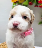 Princess Penny, a female Miniature Goldendoodle for sale in Red Boiling Springs, TN – 1 of 6