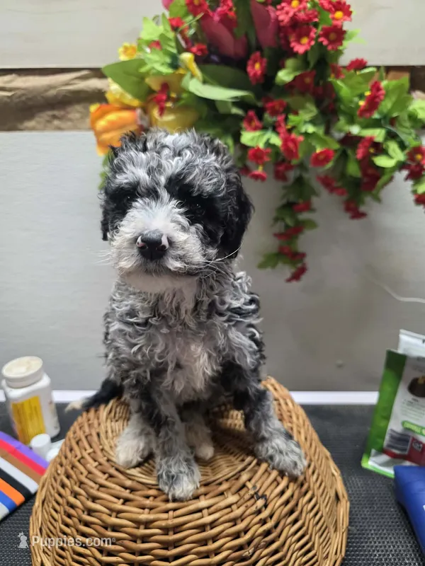 Skittles – Miniature Goldendoodle puppy for sale in Red Boiling Springs, TN