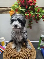 Skittles, a female Miniature Goldendoodle for sale in Red Boiling Springs, TN – 1 of 3
