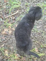 Zena, a female Golden Mountain Dog for sale in Bay Springs, MS – 3 of 7