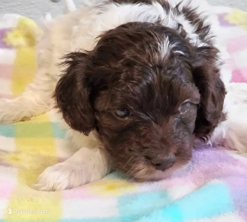 Noodle  – Eskipoo puppy for sale in Red Boiling Springs, TN