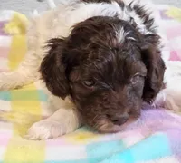 Noodle , a male Eskipoo for sale in Red Boiling Springs, TN – 1 of 3