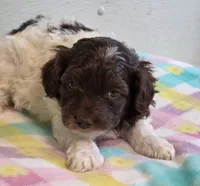 Noodle , a male Eskipoo for sale in Red Boiling Springs, TN – 3 of 3