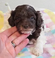 Noodle , a male Eskipoo for sale in Red Boiling Springs, TN – 2 of 3